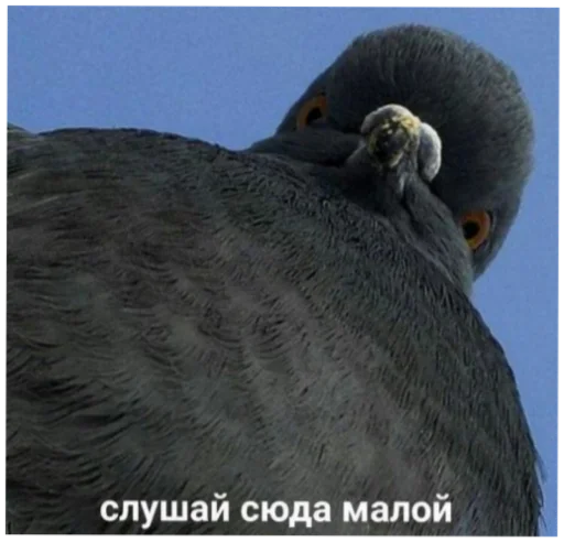 Жиза жизненная - 