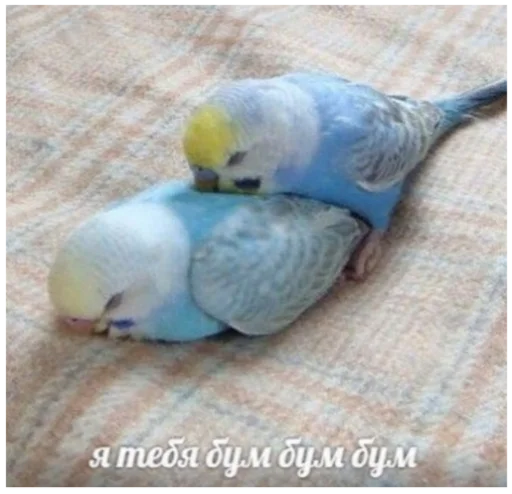 Стикер Жиза жизненная - 9