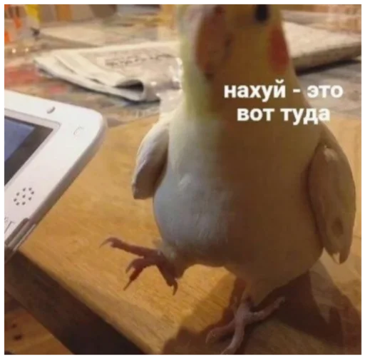 Стикер Жиза жизненная - 8