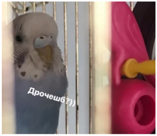 Стикер Жиза жизненная - 7