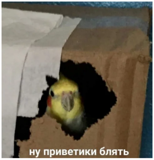 Стикер Жиза жизненная - 3