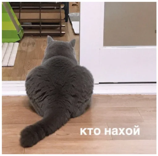 Стикер Жиза жизненная - 2