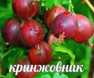 Sticker жиза - 1