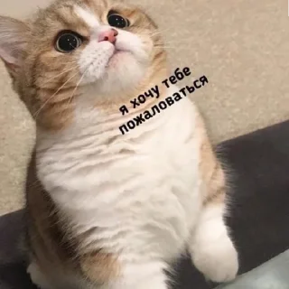 Стикер Жизяка🥲 - 0