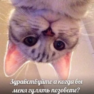 Стикер Жизяка🥲 - 11