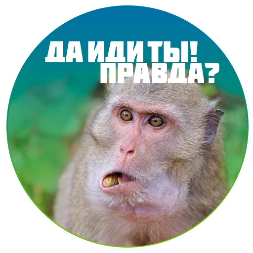 Sticker ZhoregKnows - 1