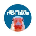 Sticker zhoreg - 10