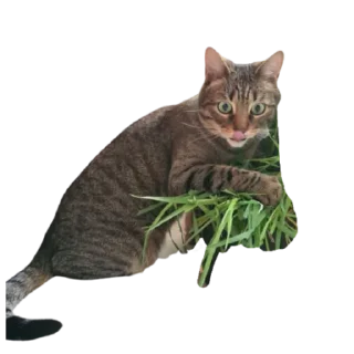 Sticker Zhuk_kit - 11