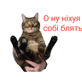 Sticker Zhuk_kit - 6