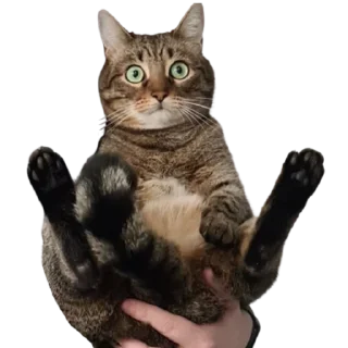 Sticker Zhuk_kit - 4