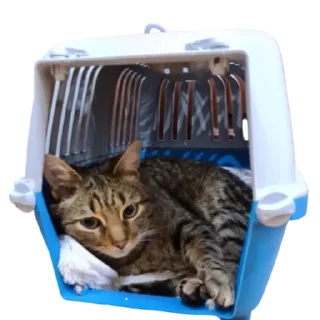 Sticker Zhuk_kit - 7