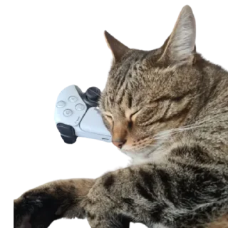 Sticker Zhuk_kit - 9