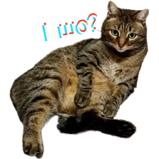 Sticker Zhuk_kit - 0