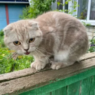 Sticker жуковка шарага 2.0 - 2