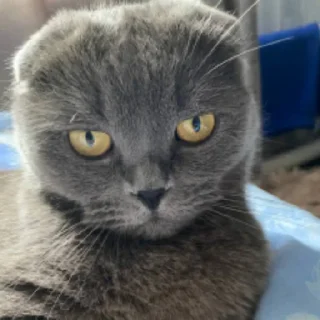 Sticker жуковка шарага 2.0 - 3