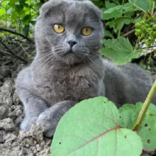 Sticker жуковка шарага 2.0 - 5