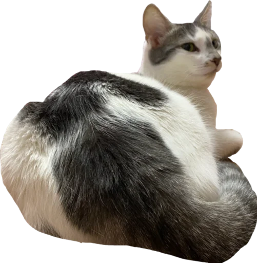 animal domestic cat mammal