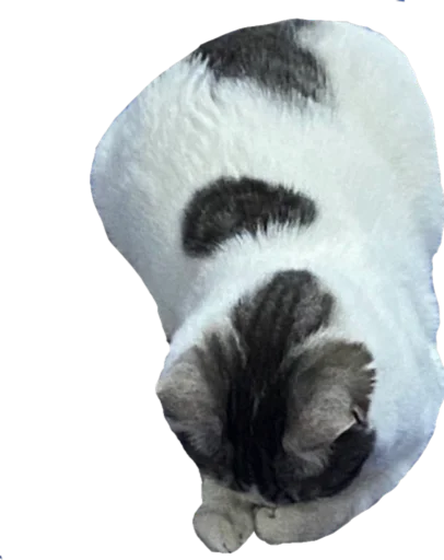 animal small to medium-sized cats felidae