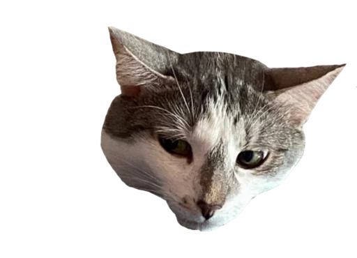 animal mammal domestic cat