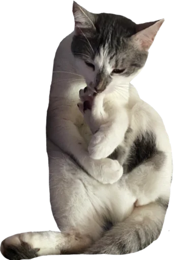 animal mammal domestic cat