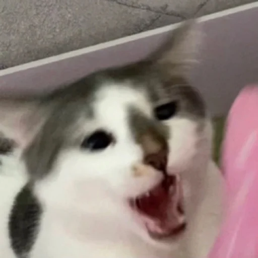 small to medium-sized cats mammal animal