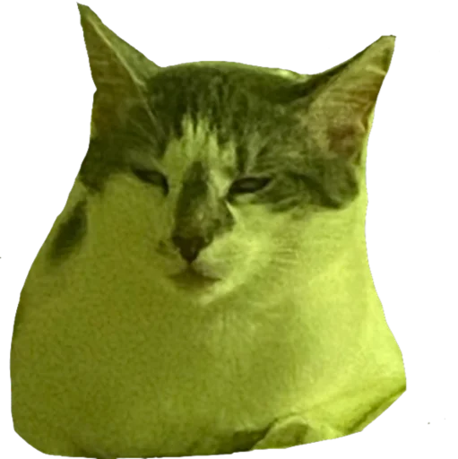 small to medium-sized cats felidae whiskers