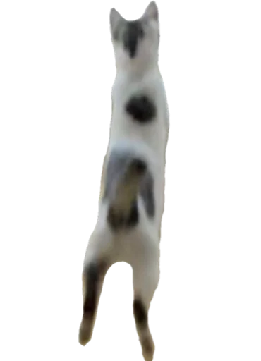 animal domestic cat mammal