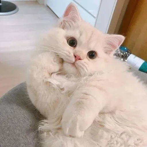 animal mammal small to medium-sized cats