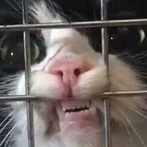 mammal felidae small to medium-sized cats