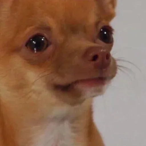 Стикер Я лучшая ? by @fStikBot - 9