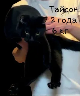 Стикер цинкуем - 5