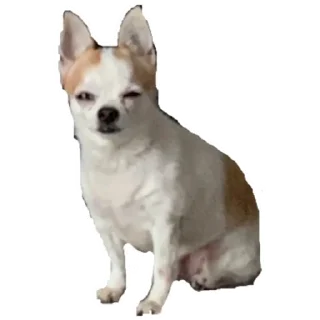 Стикер Жижица 2.0 - 7