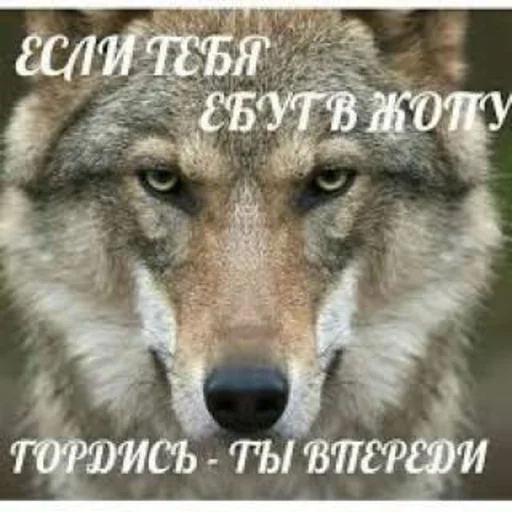 Стикер Zilibobki - 5