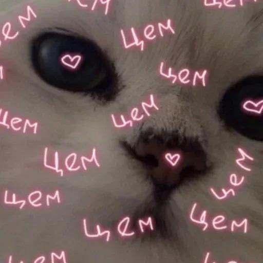 small to medium-sized cats cat domestic cat