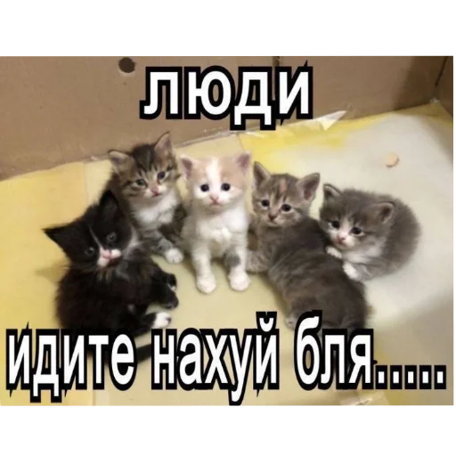 Sticker Zlye_kotiki3 - 1