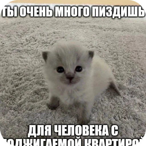 Sticker Zlye_kotiki3 - 1