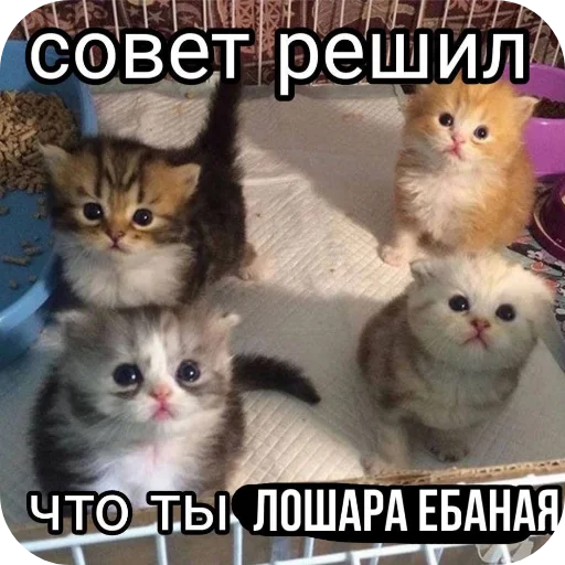 Sticker Zlye_kotiki3 - 1