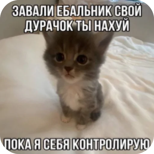 Sticker Zlye_kotiki3 - 1