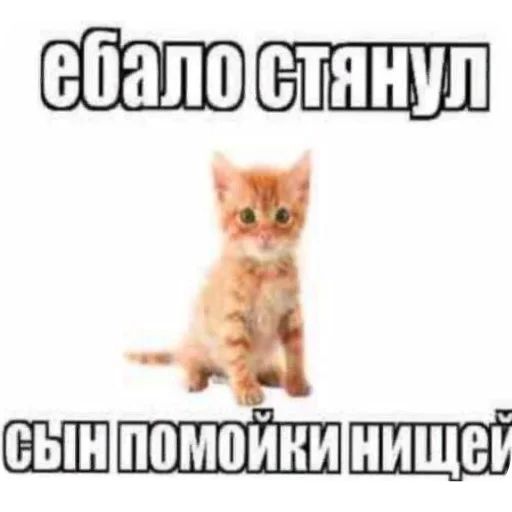 Sticker Zlye_kotiki3 - 1