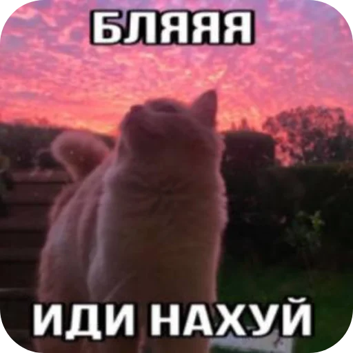 Злые котики @Trueinsanityisreal - 