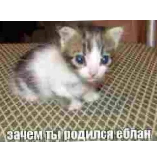 Sticker Злые котики @Trueinsanityisreal - 10