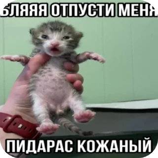 Sticker Злые котики @Trueinsanityisreal - 1