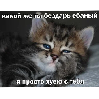 Sticker Злые котики @Trueinsanityisreal - 5