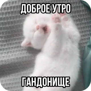 Sticker Злые котики @Trueinsanityisreal - 8