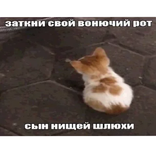 Sticker Злые котики @Trueinsanityisreal - 9