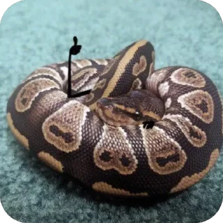 Стикер AnnaConda - 3