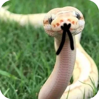 Стикер AnnaConda - 7