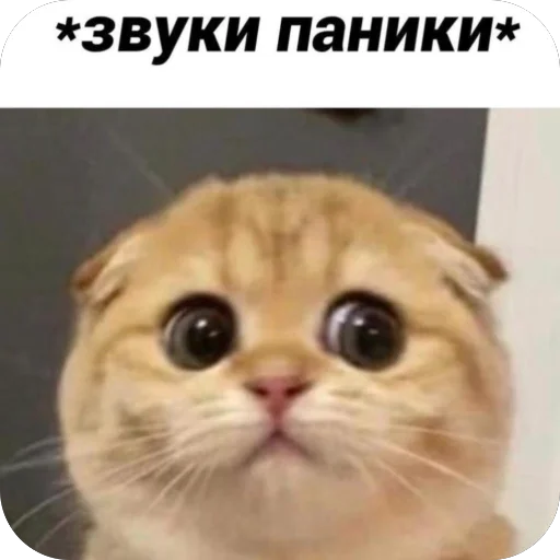 Стикер ZmeinyjShik - 1