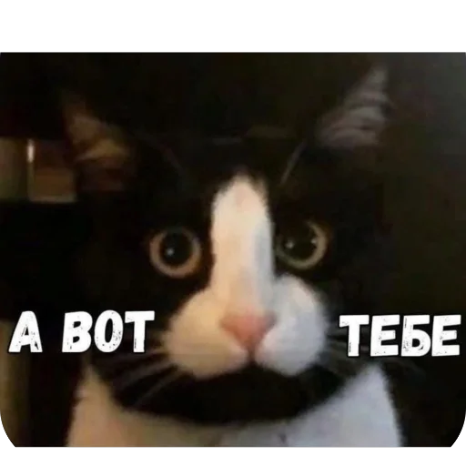 Sticker ZmeinyjShik - 1