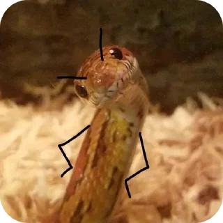 Sticker Змейки🐍 - 9